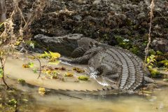 Saltwater or Estuarine Crocodile (Crocodylus porosus) resting on riverbank at Yellow Water Wetlands, Kakadu National Park, Northern Territory, Australia